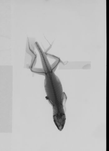 Media type: image; Herpetology R-146408